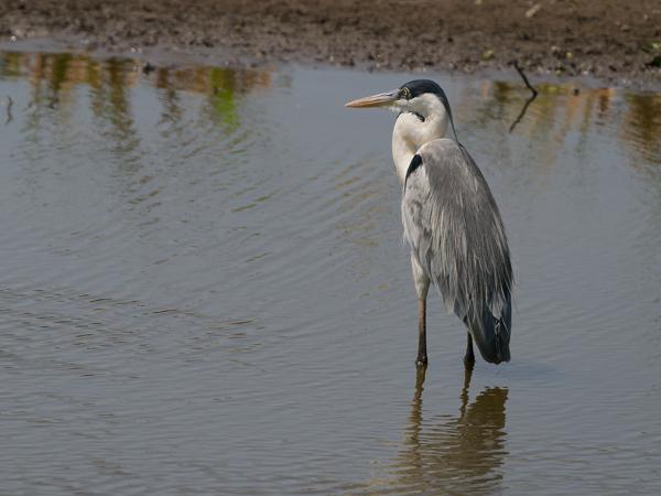 Sokoireiger (Ardea cocoi)